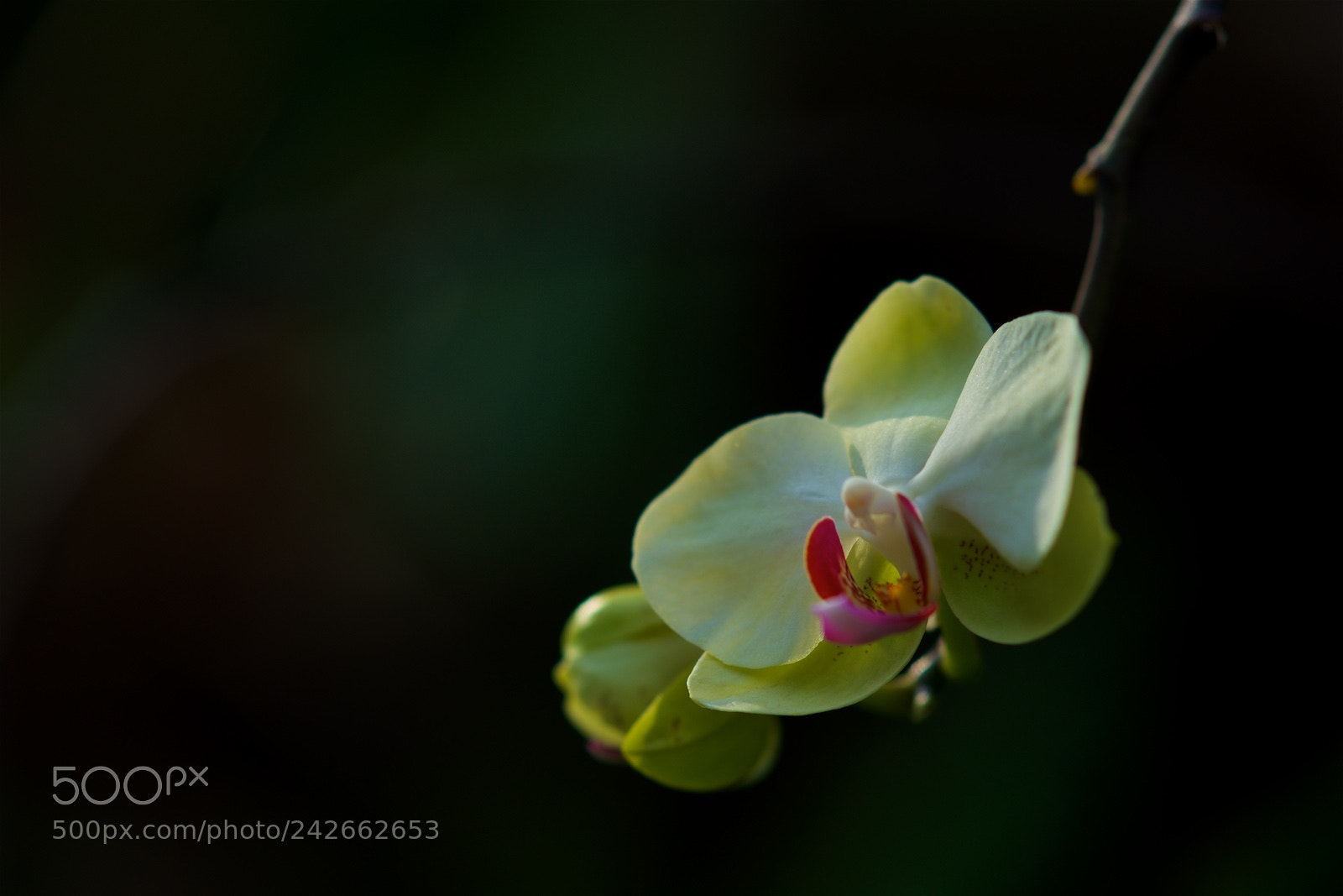 Sony Alpha a99 sample photo. 兰花 photography