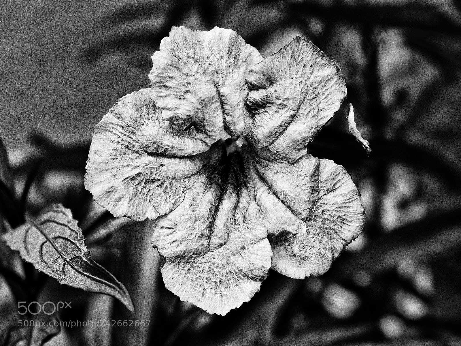Fujifilm X-T1 sample photo. Aging # 1 photography
