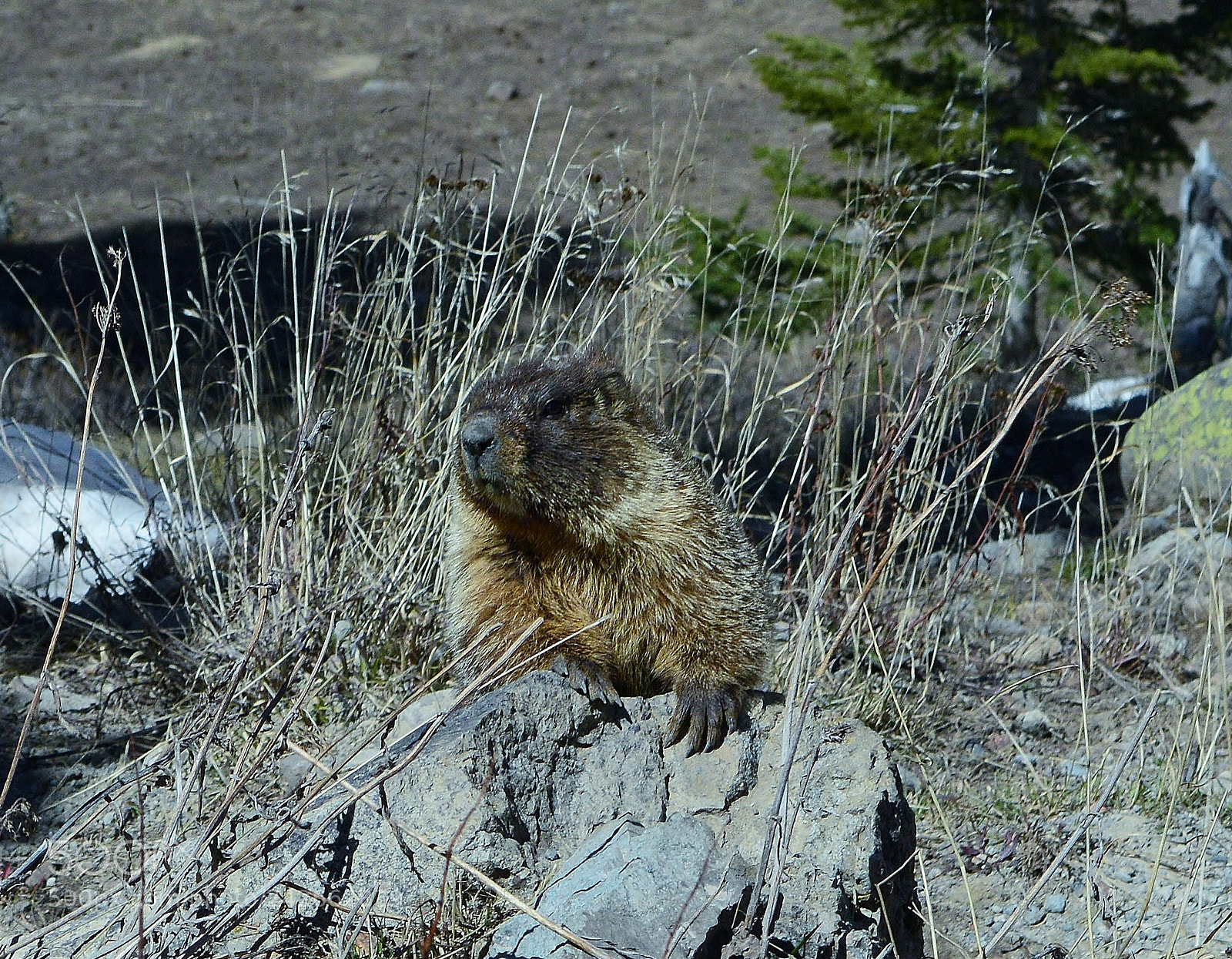 Nikon D3200 sample photo. Whiste pig, colorado skies. photography