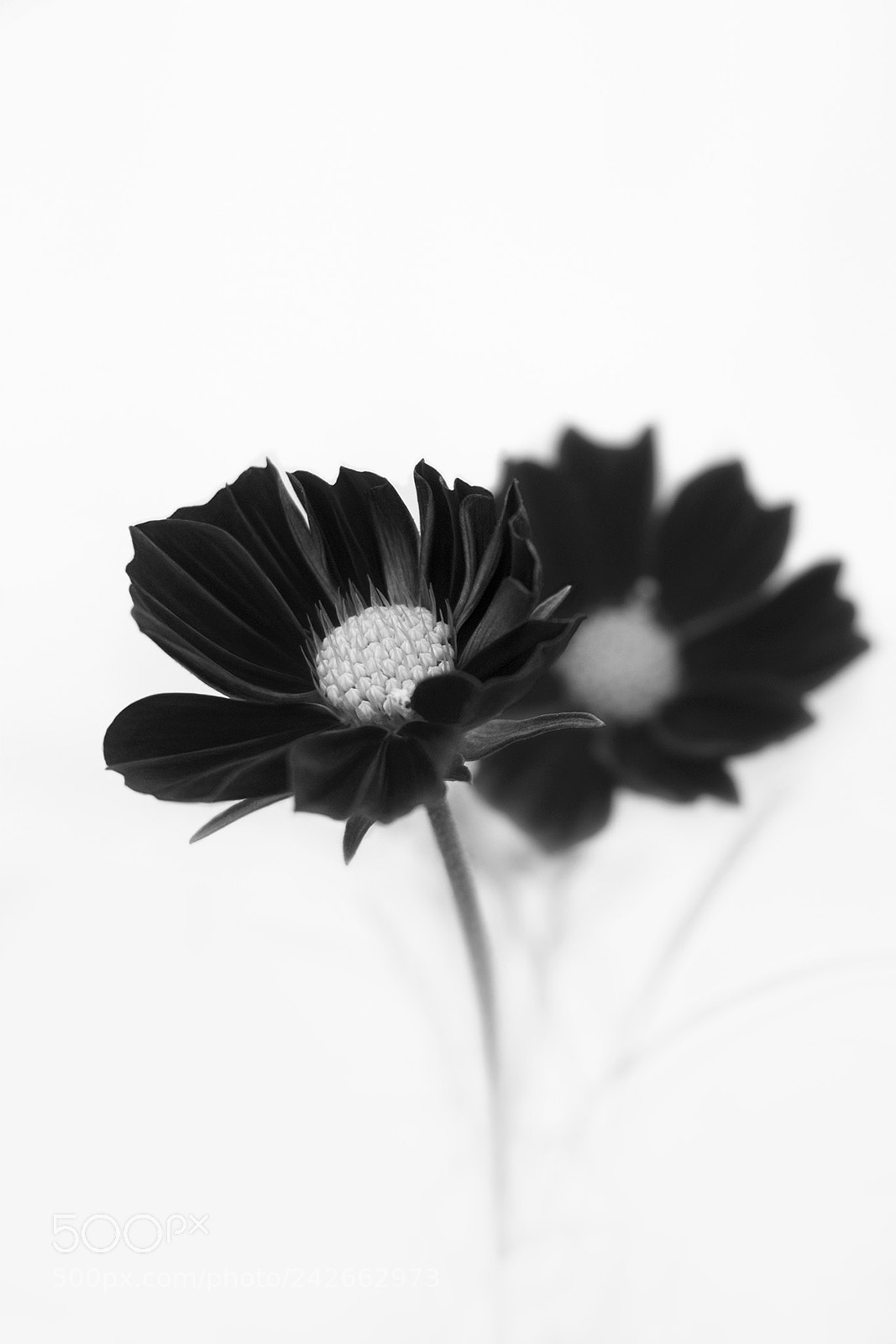 Olympus PEN E-PL5 sample photo. 绽 photography