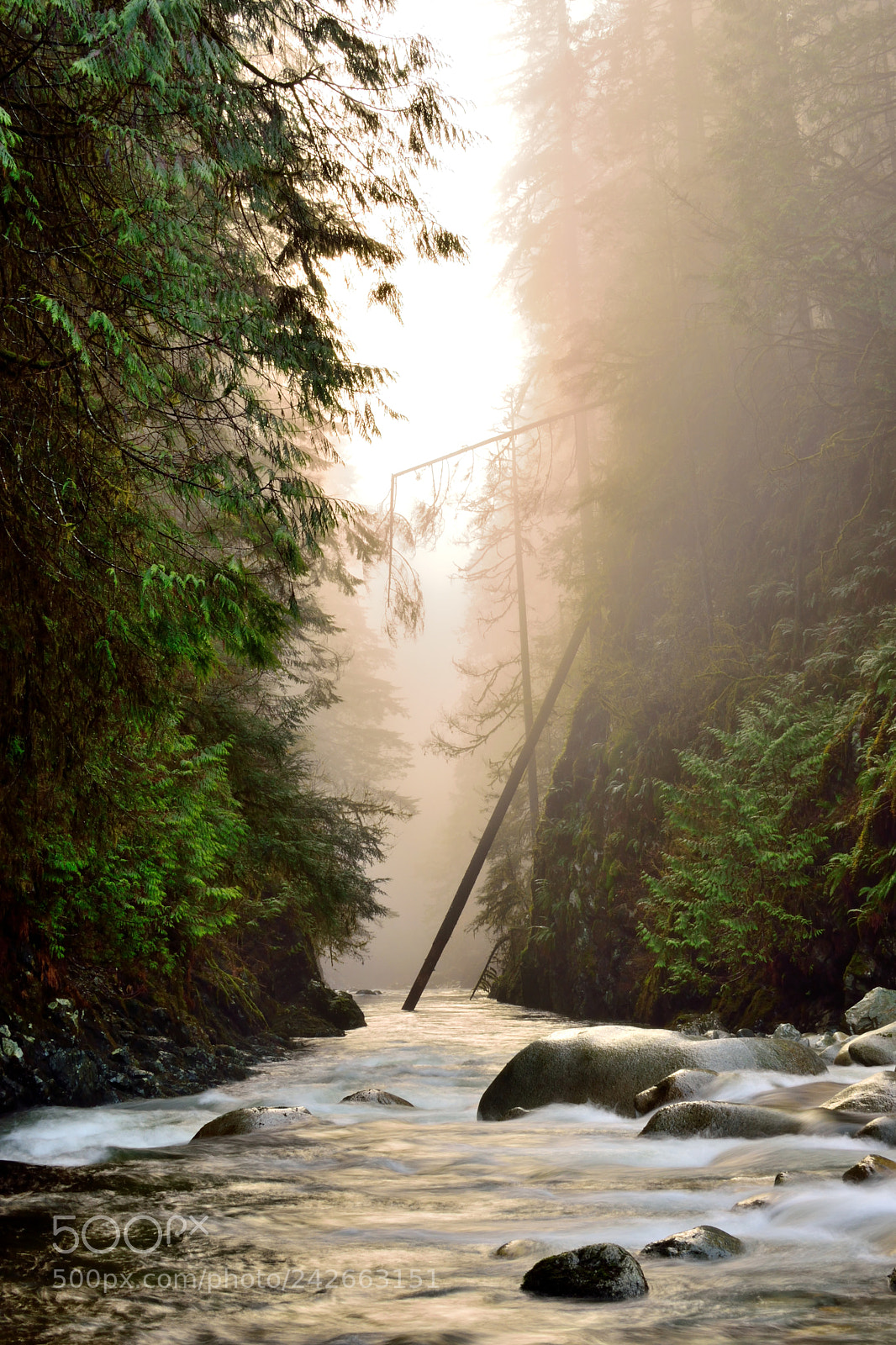 Nikon D3300 + Nikon AF-S DX Nikkor 35mm F1.8G sample photo. Lynn valley, bc on photography