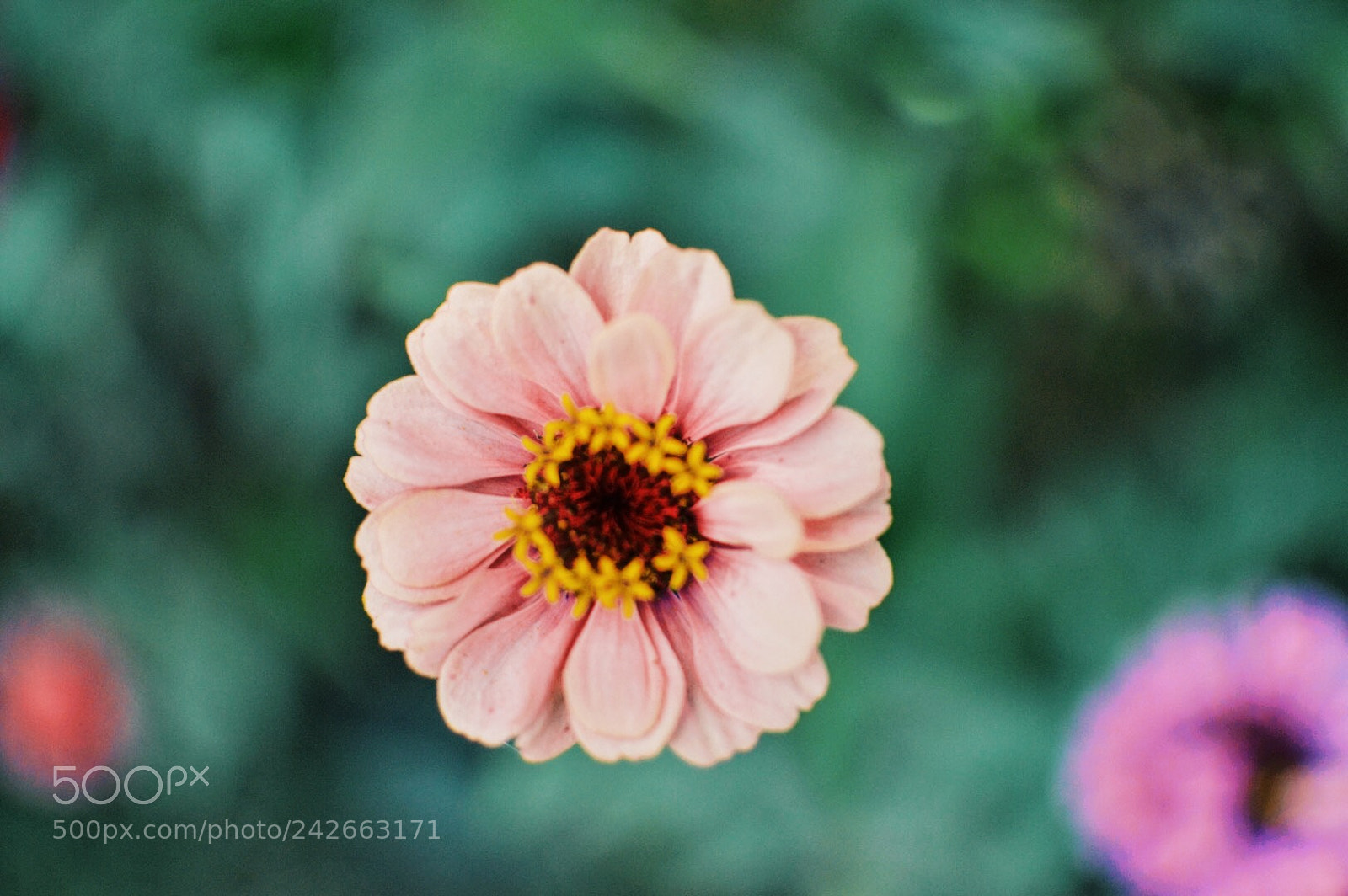 Nikon D3200 sample photo. Beauty in small things photography