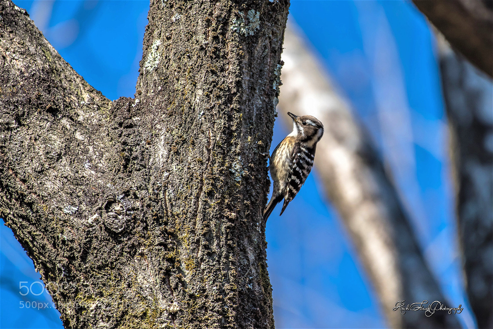 Nikon D810 sample photo. Woodpecker in a sunny photography