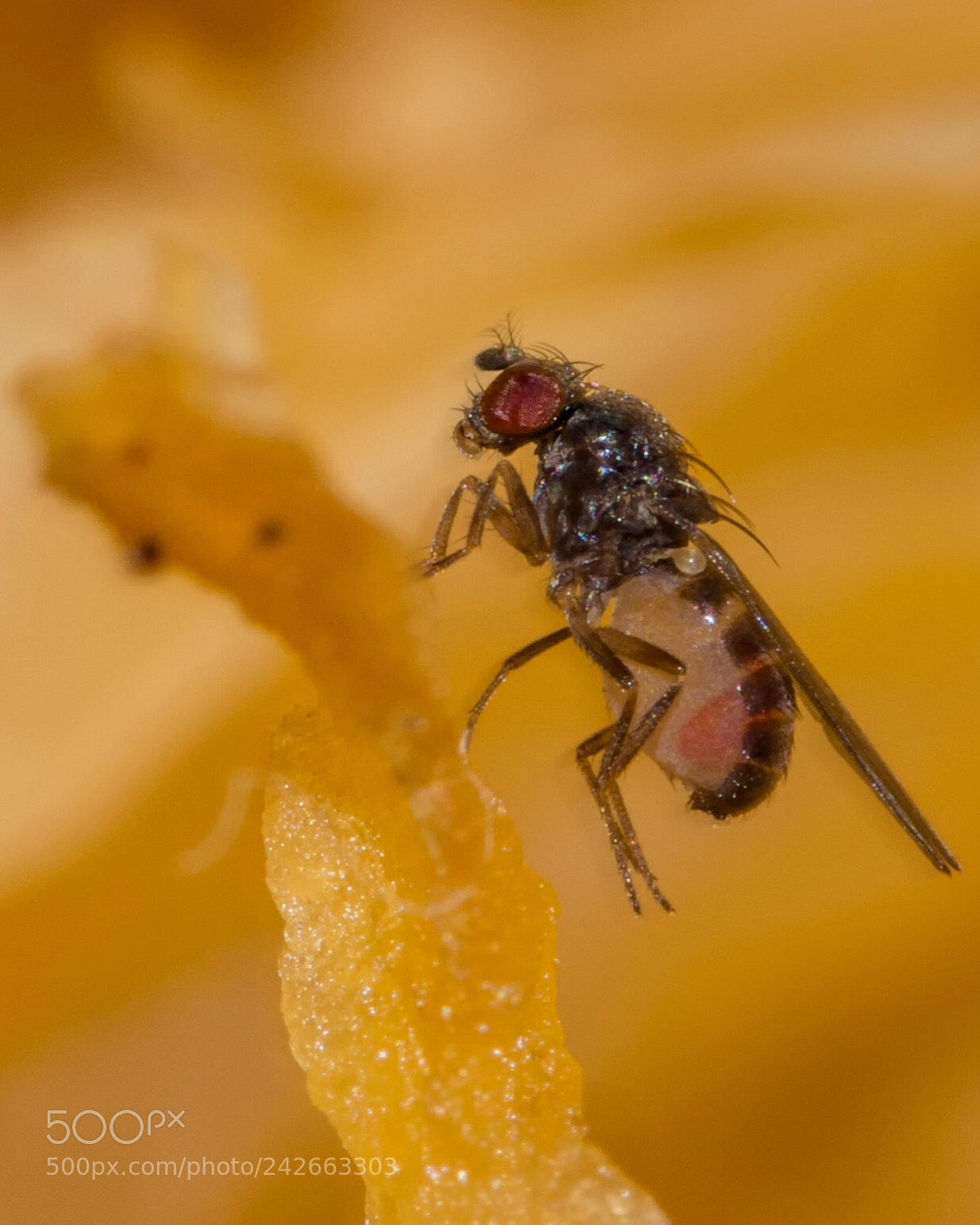 Nikon D7200 sample photo. Fly in a pumpkin photography