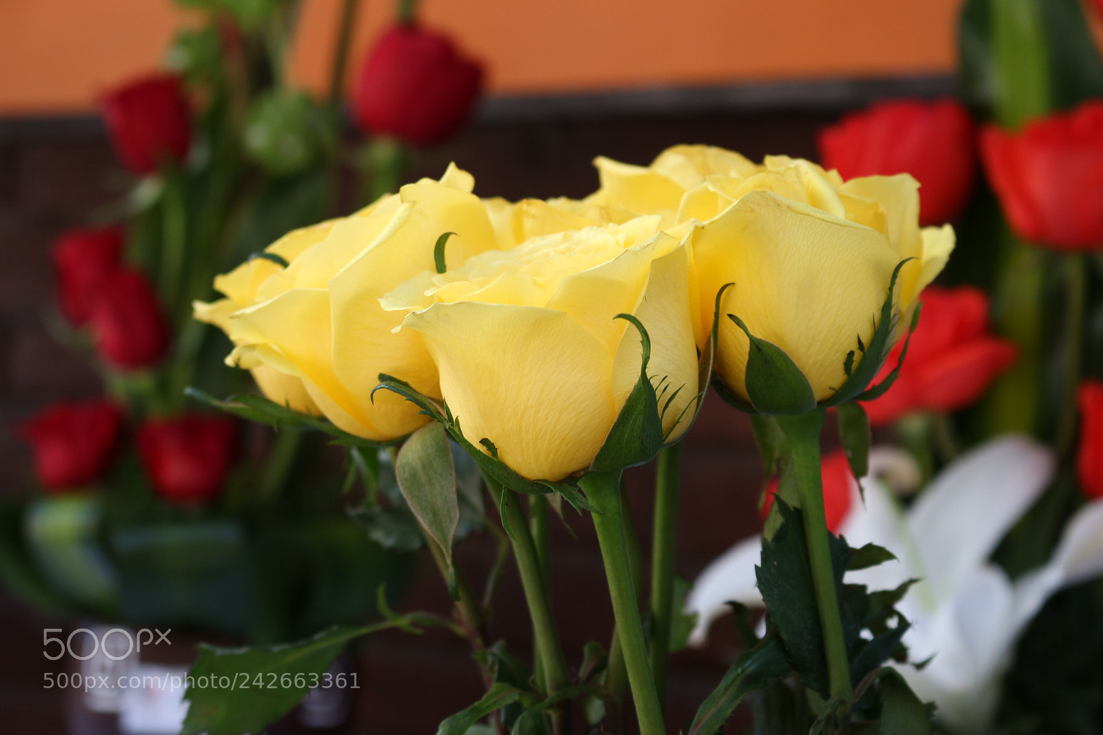 Canon EOS 700D (EOS Rebel T5i / EOS Kiss X7i) sample photo. Rosas amarillas photography