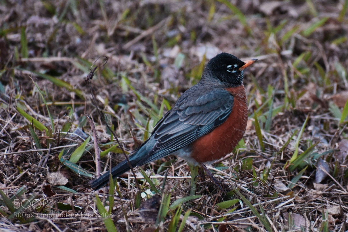 Nikon D3400 sample photo. Redbreast photography
