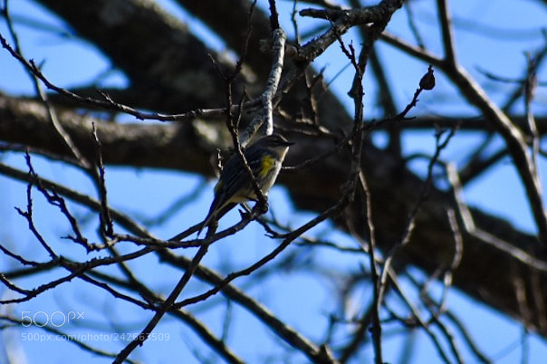 Nikon D3400 sample photo. Songbird photography