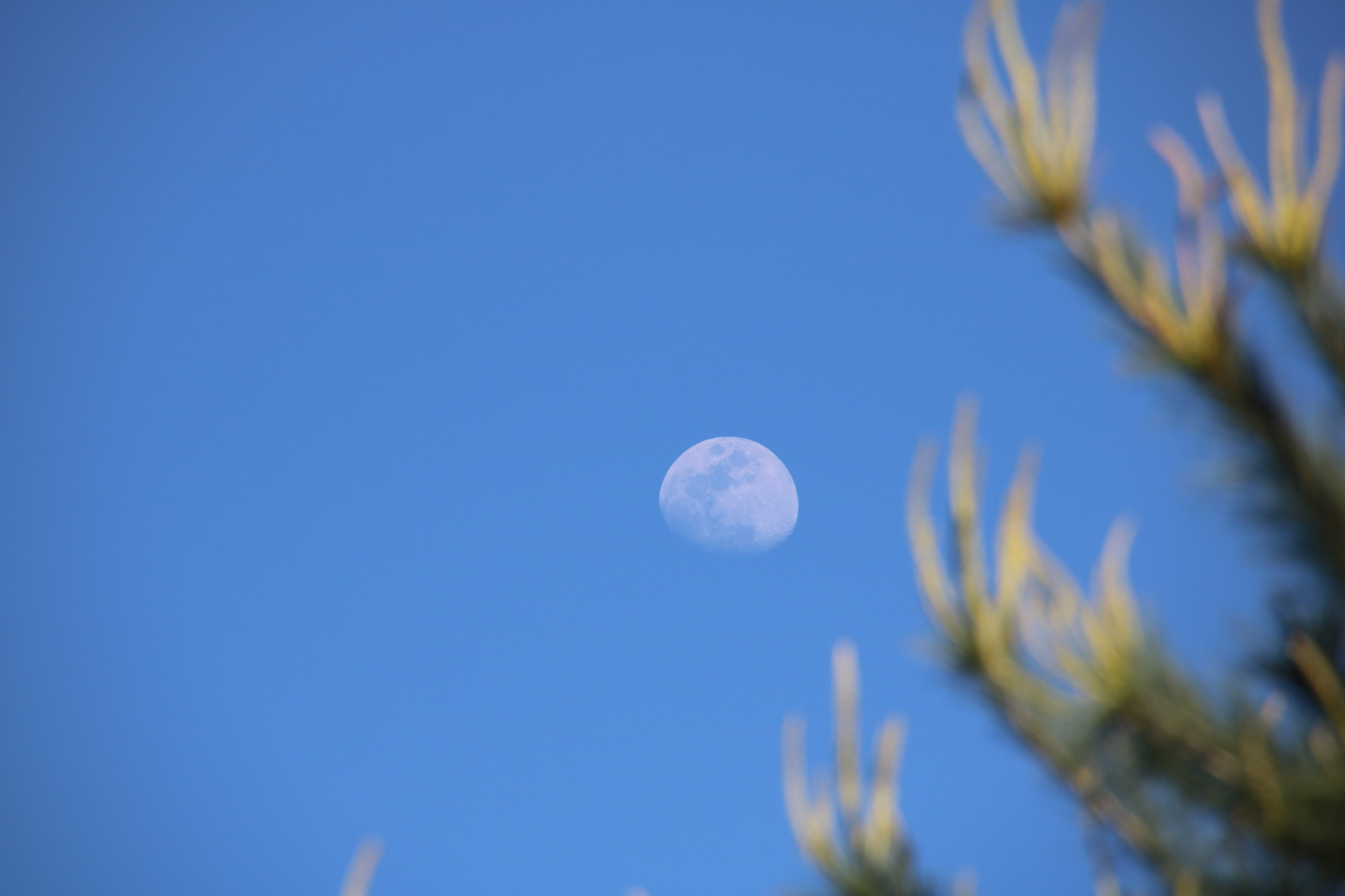 Canon EOS 750D (EOS Rebel T6i / EOS Kiss X8i) sample photo. Img photography