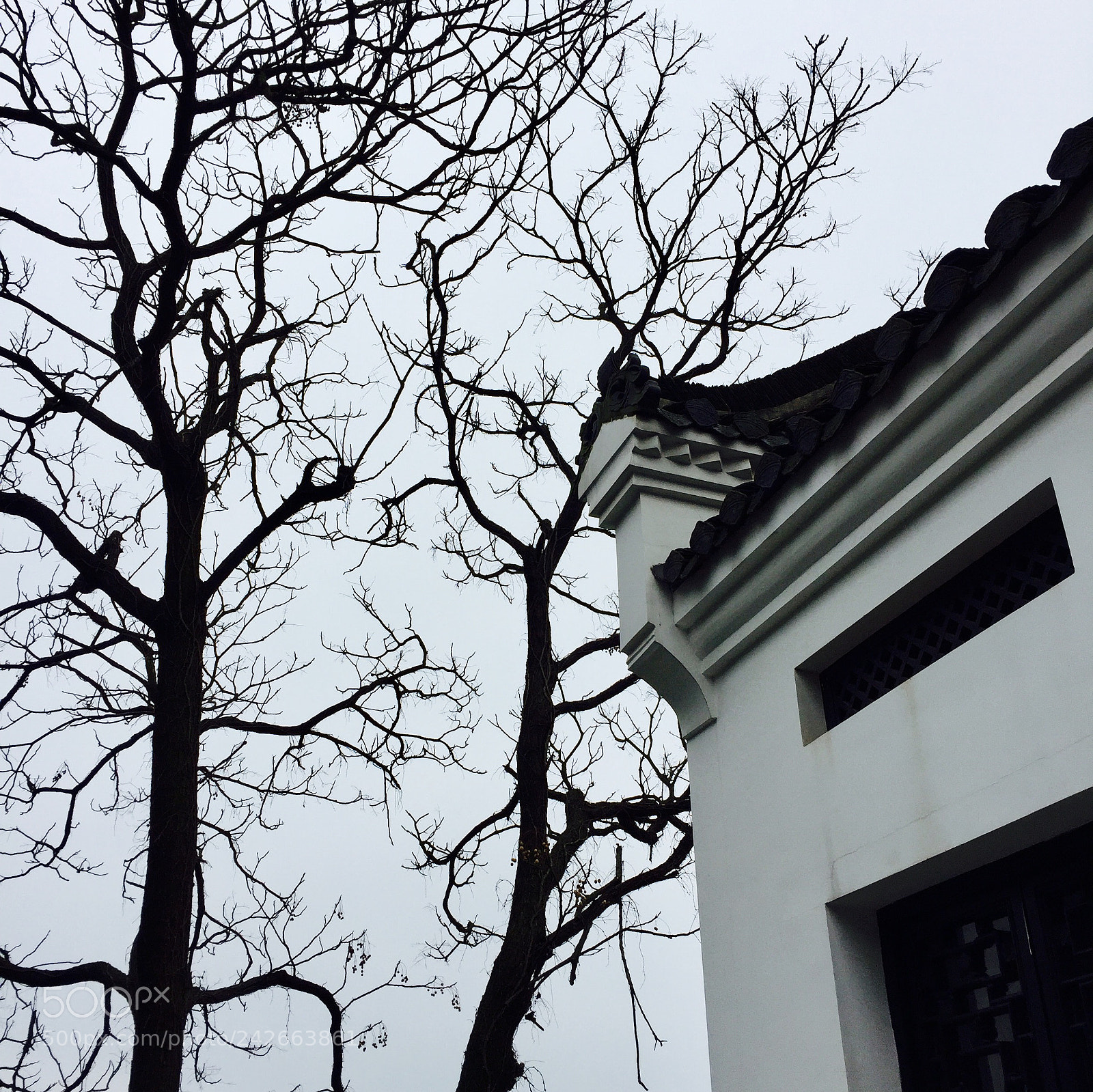 Apple iPhone 6 sample photo. 31876066204.jpg photography