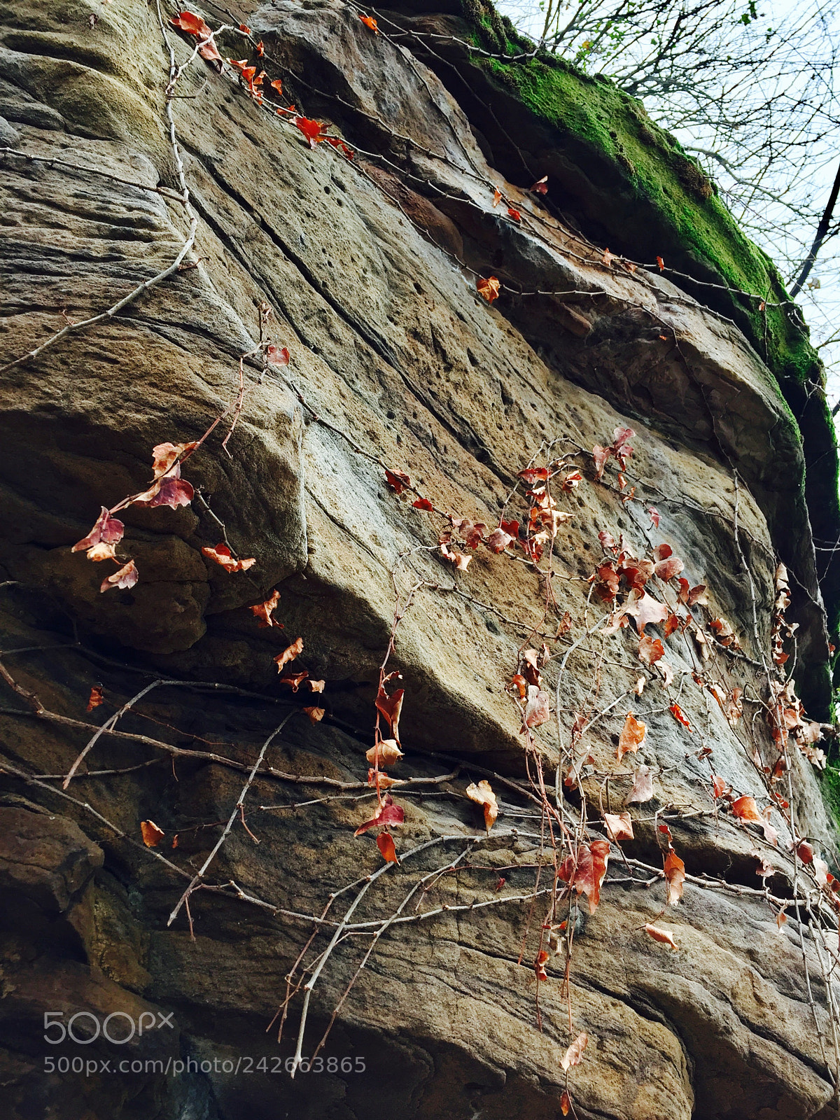 Apple iPhone 6 sample photo. 31876053554.jpg photography