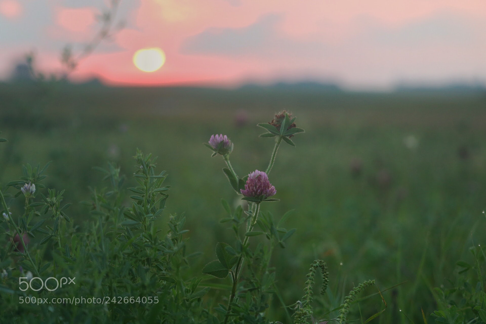 Canon EOS 750D (EOS Rebel T6i / EOS Kiss X8i) sample photo. Summer sunset photography