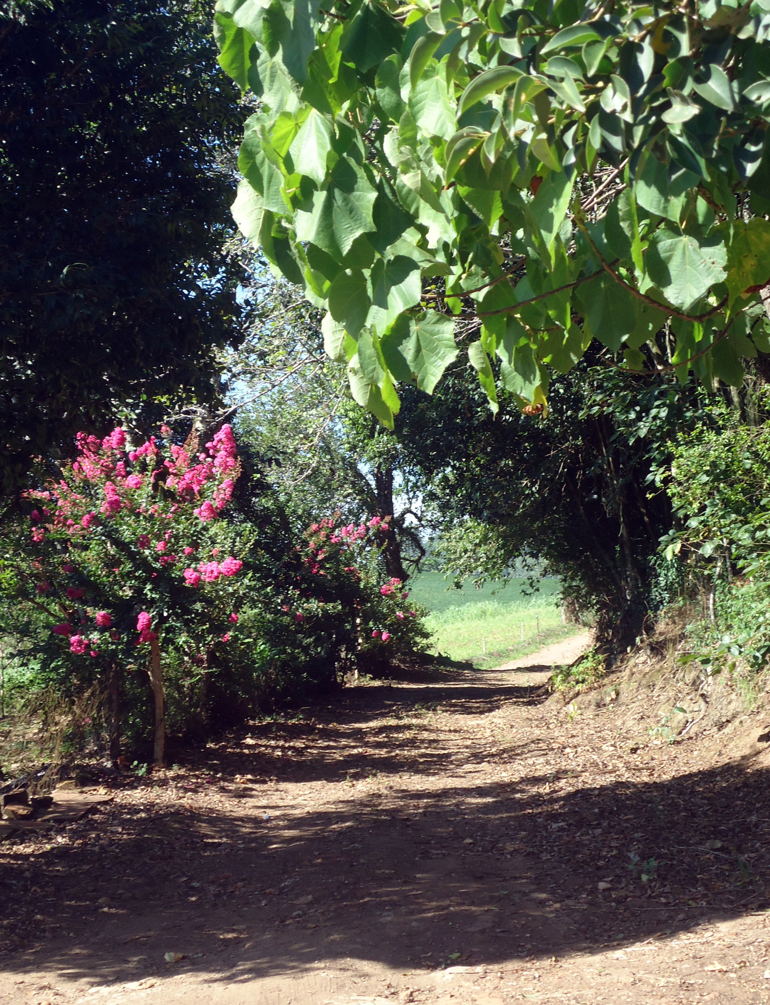 Sony Cyber-shot DSC-W530 sample photo. Pathway between trees photography