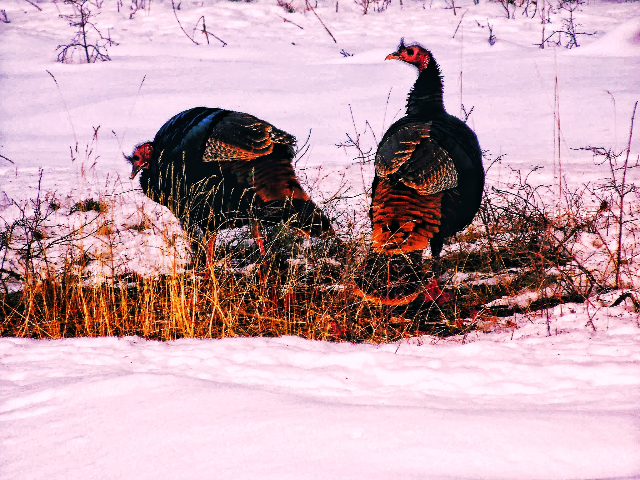 Samsung WB100/  WB101 sample photo. Turkeys photography
