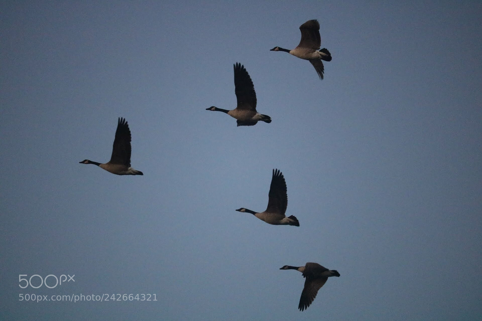 Canon EOS 750D (EOS Rebel T6i / EOS Kiss X8i) sample photo. Flying south photography