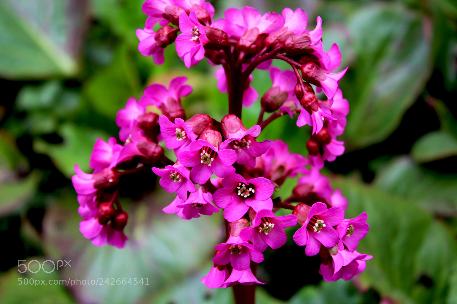 Canon EOS 1300D (EOS Rebel T6 / EOS Kiss X80) sample photo. Pink floral macro photography