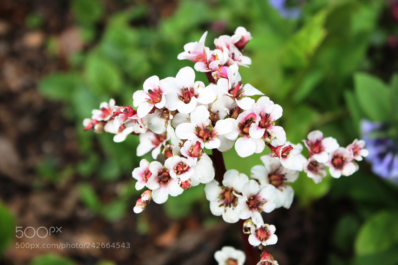 Canon EOS 1300D (EOS Rebel T6 / EOS Kiss X80) sample photo. White floral macro photography