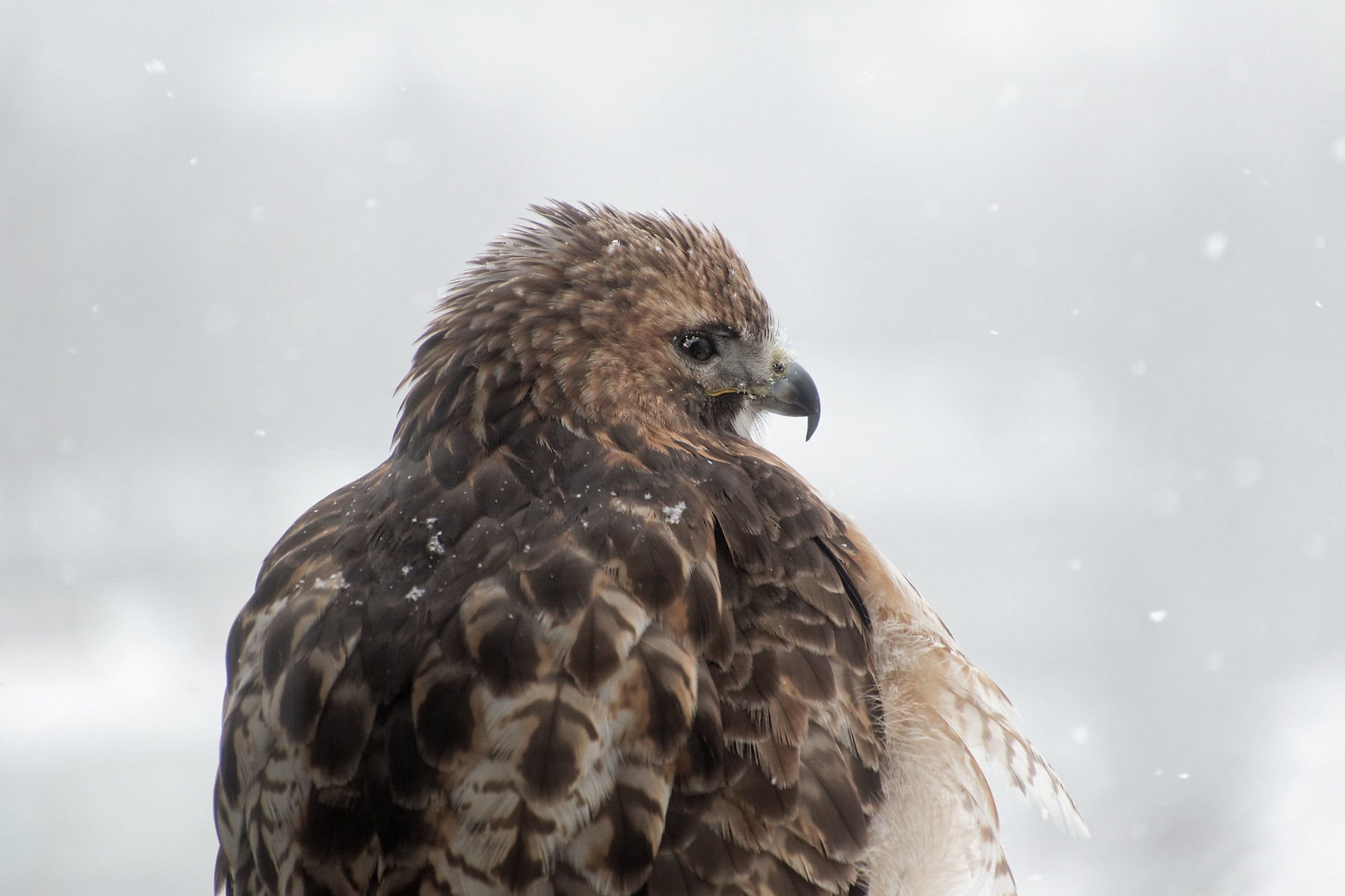 Canon EOS 7D Mark II sample photo. Hawk photography