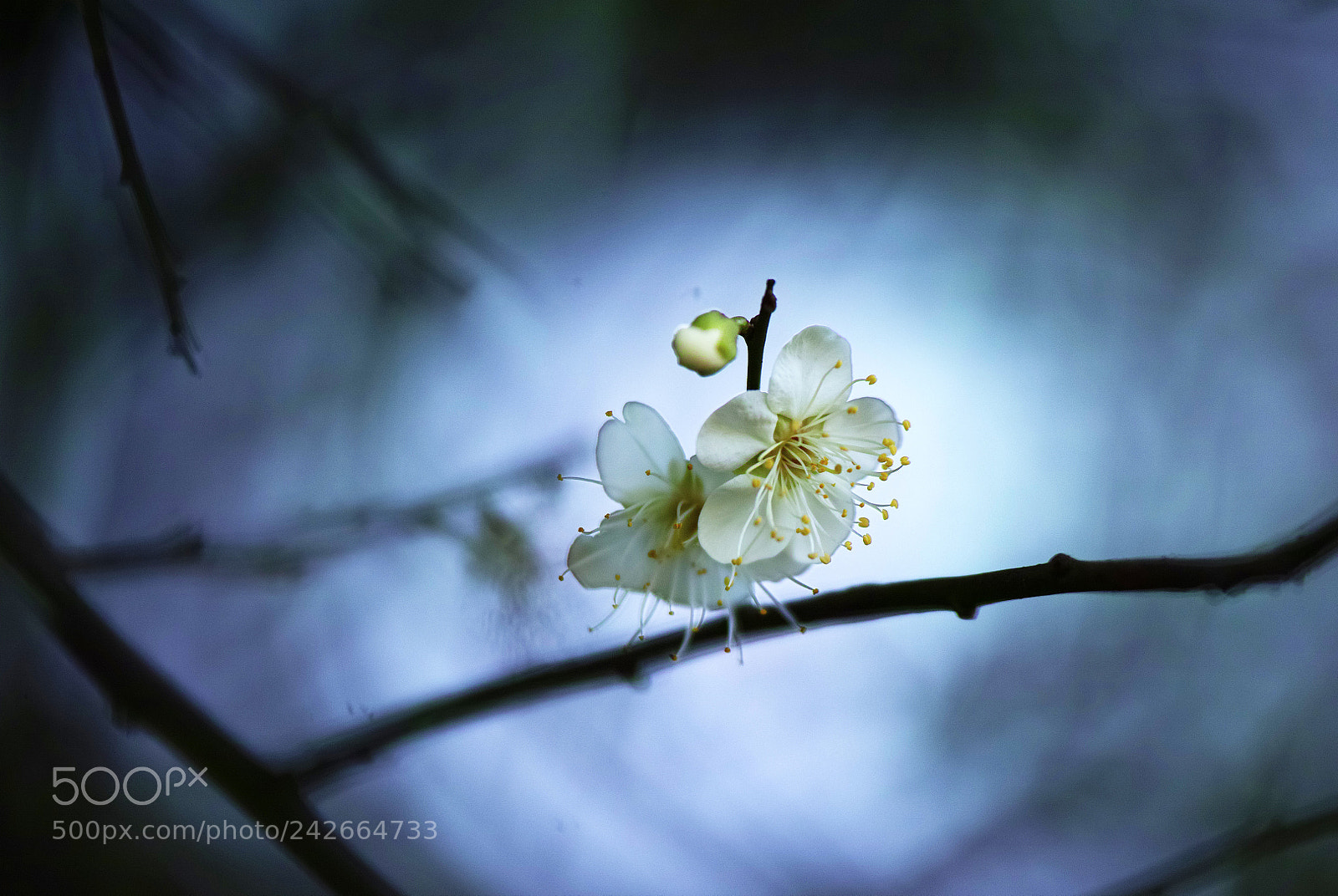 Sigma sd Quattro sample photo. Plum blossom photography