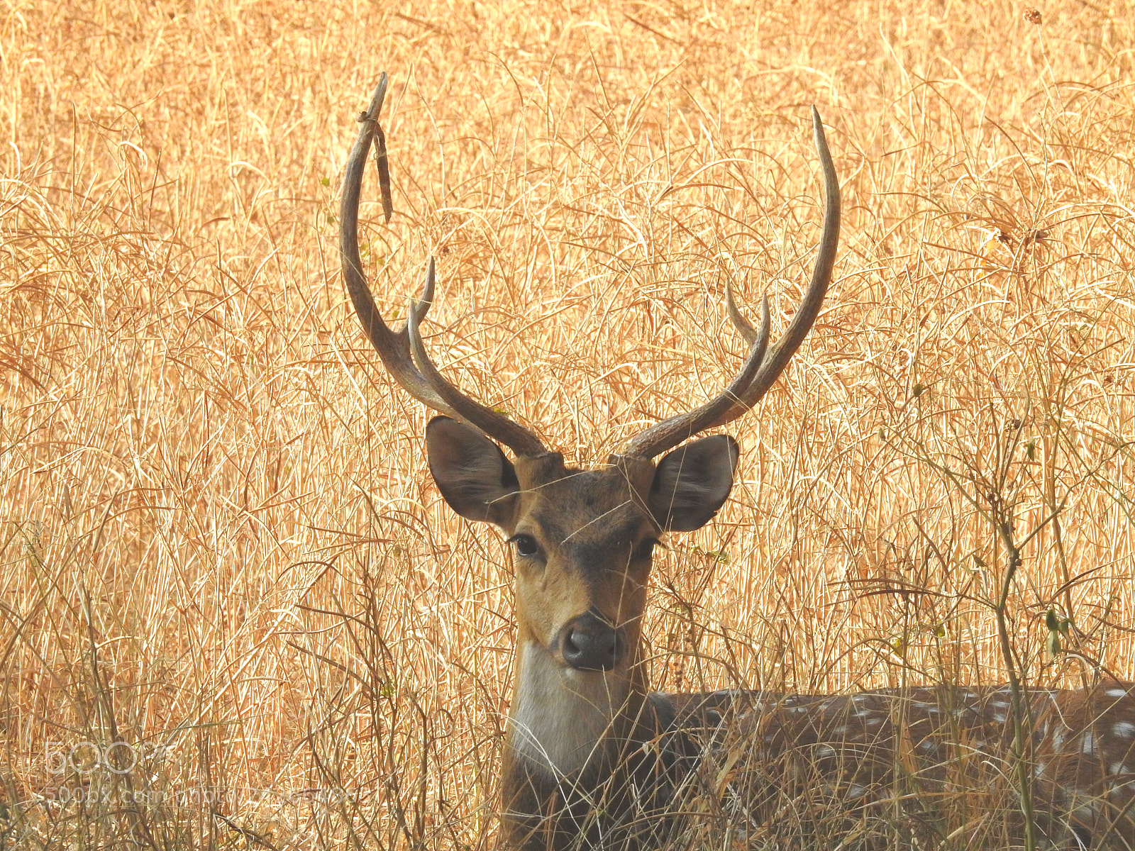 Nikon Coolpix P900 sample photo. Spotted dear in ranthambore photography
