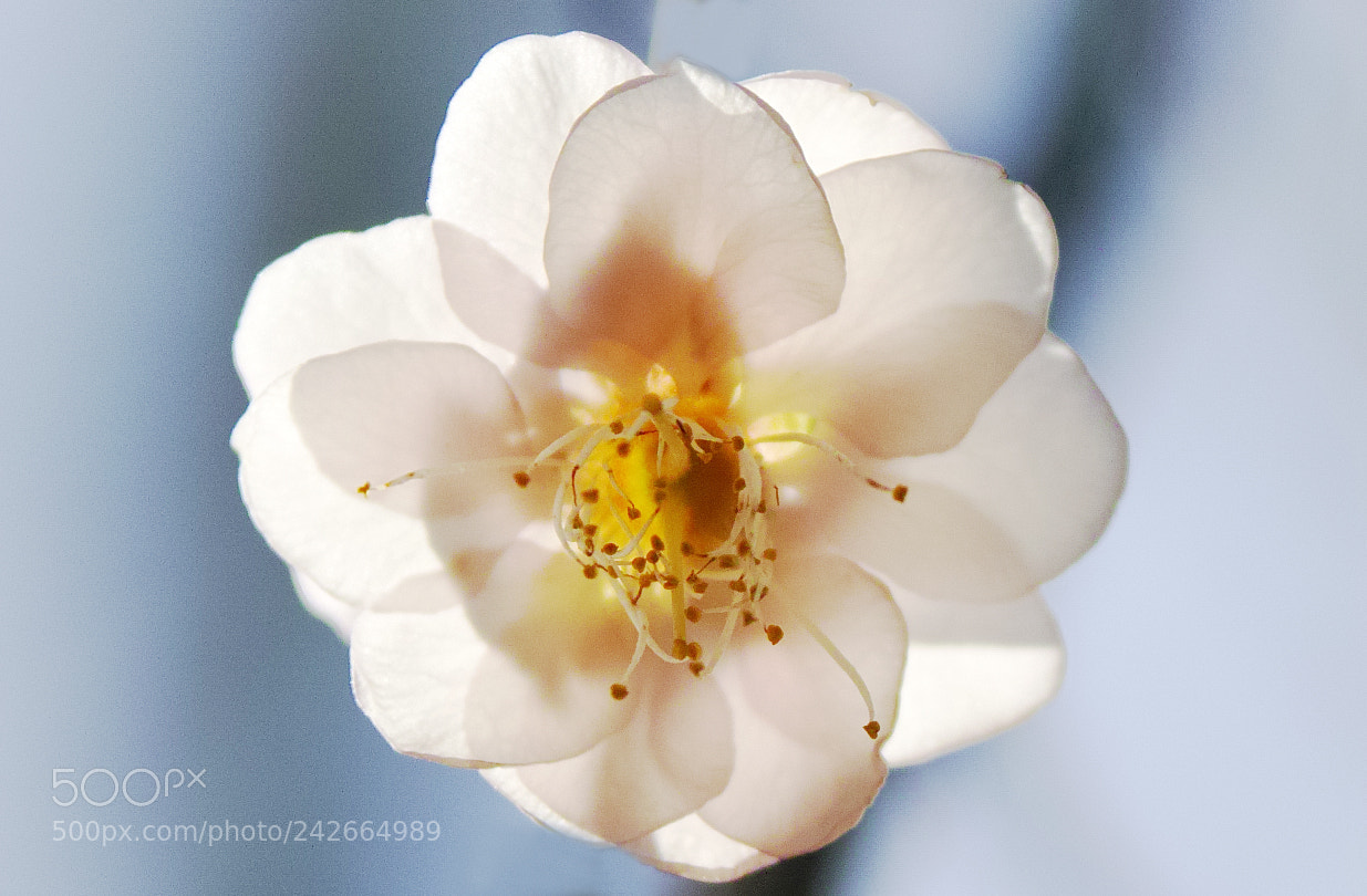 Sigma sd Quattro sample photo. 梅花  plum blossoms photography