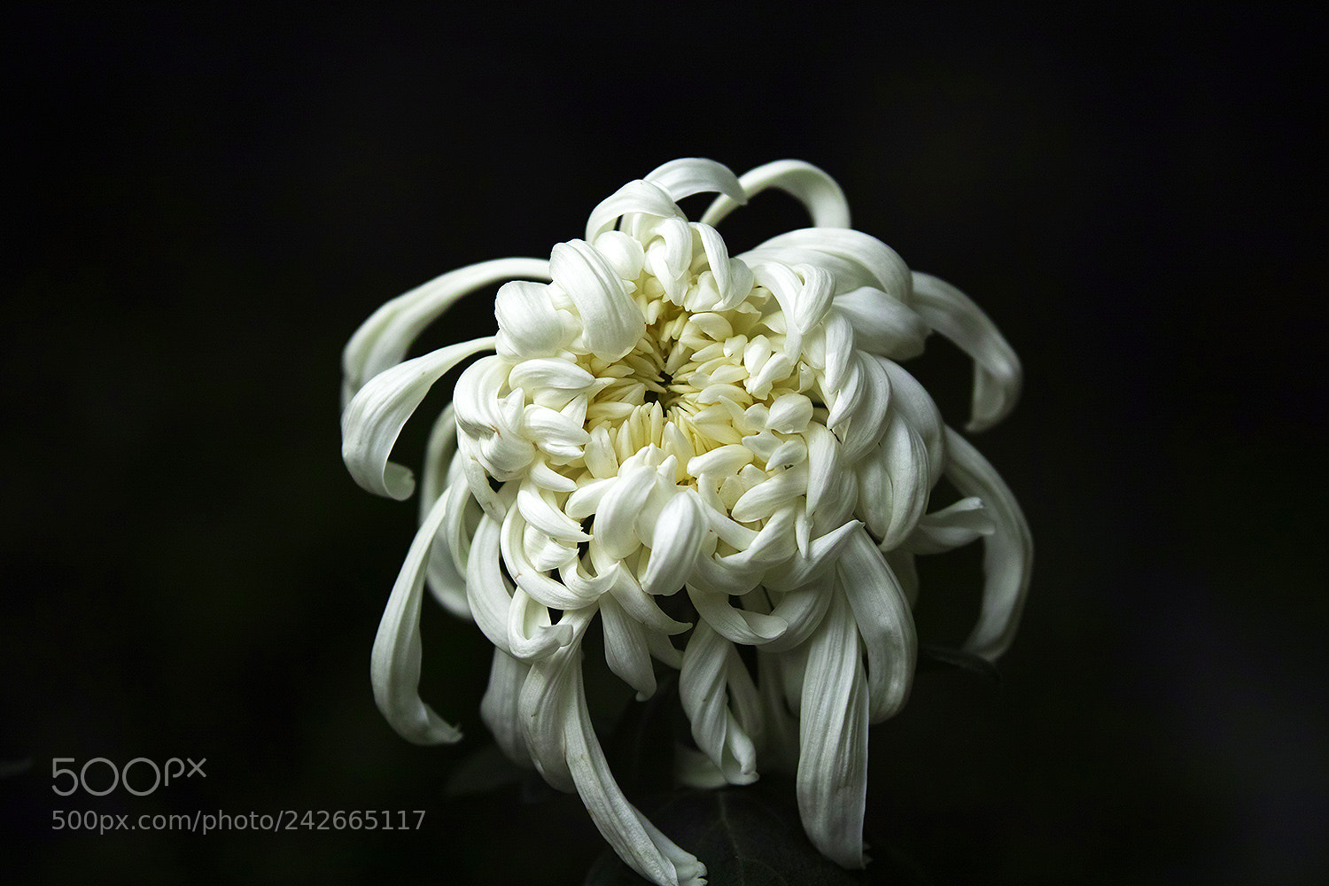 Sigma sd Quattro sample photo. Chrysanthemum photography
