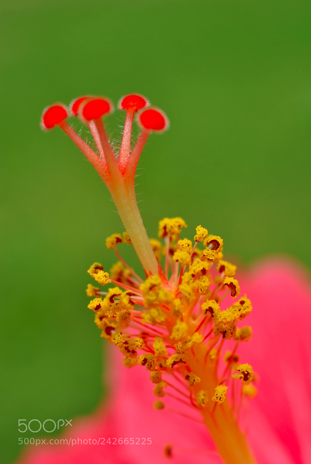 Nikon D3000 sample photo. Hibiscus flower photography