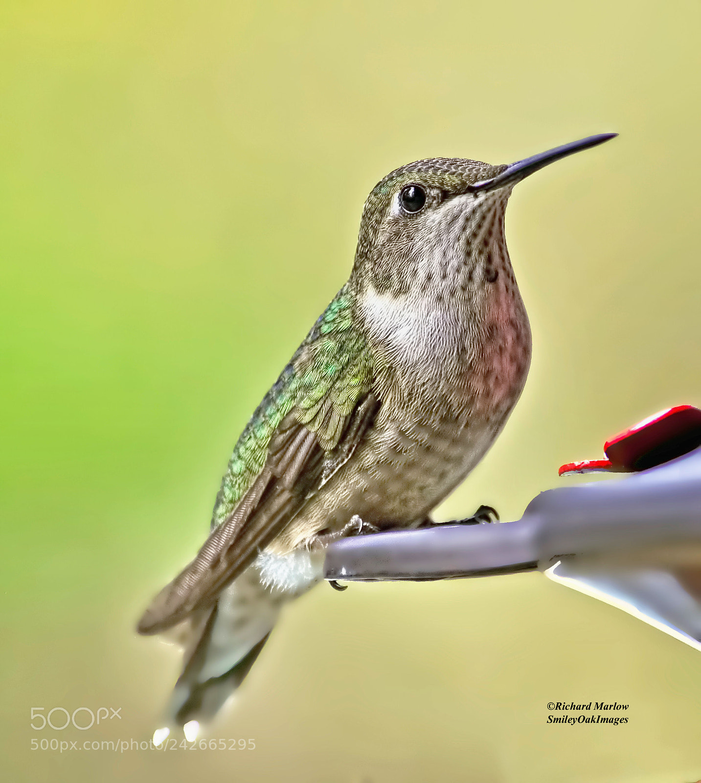 Nikon D5000 sample photo. Hummingbird photography