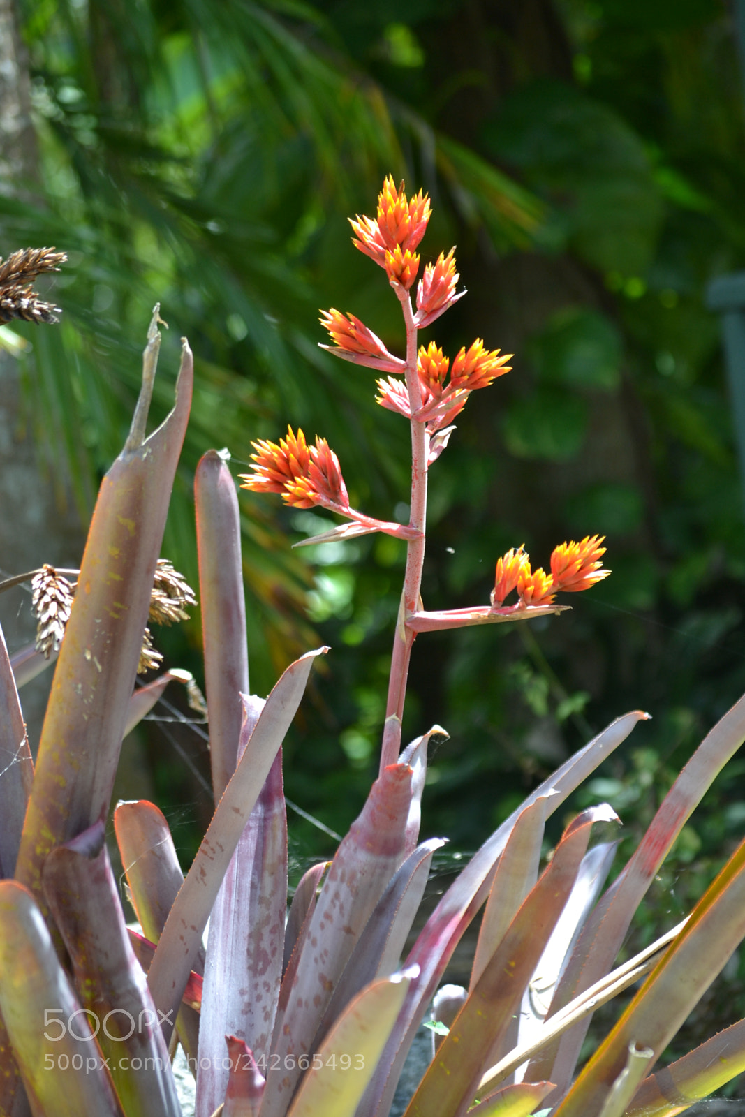 Nikon D3100 sample photo. Dsc photography