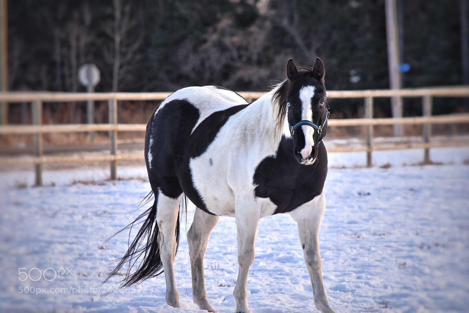 Nikon D7200 sample photo. Untitled photography