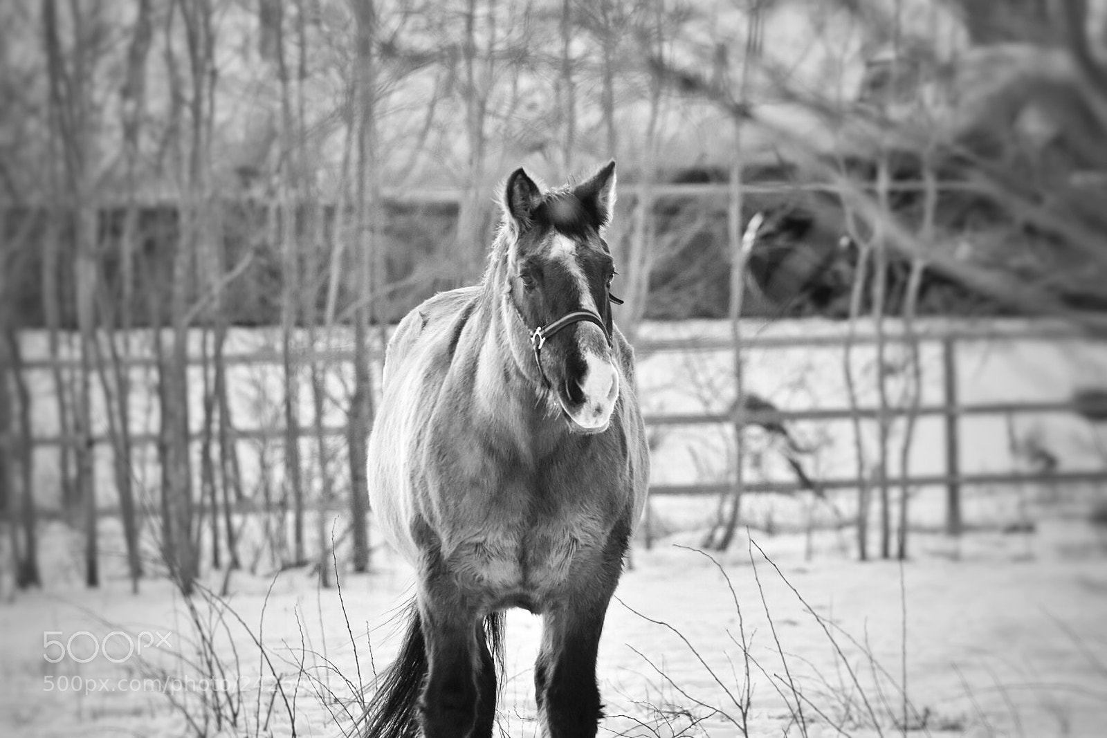 Nikon D7200 sample photo. Untitled photography