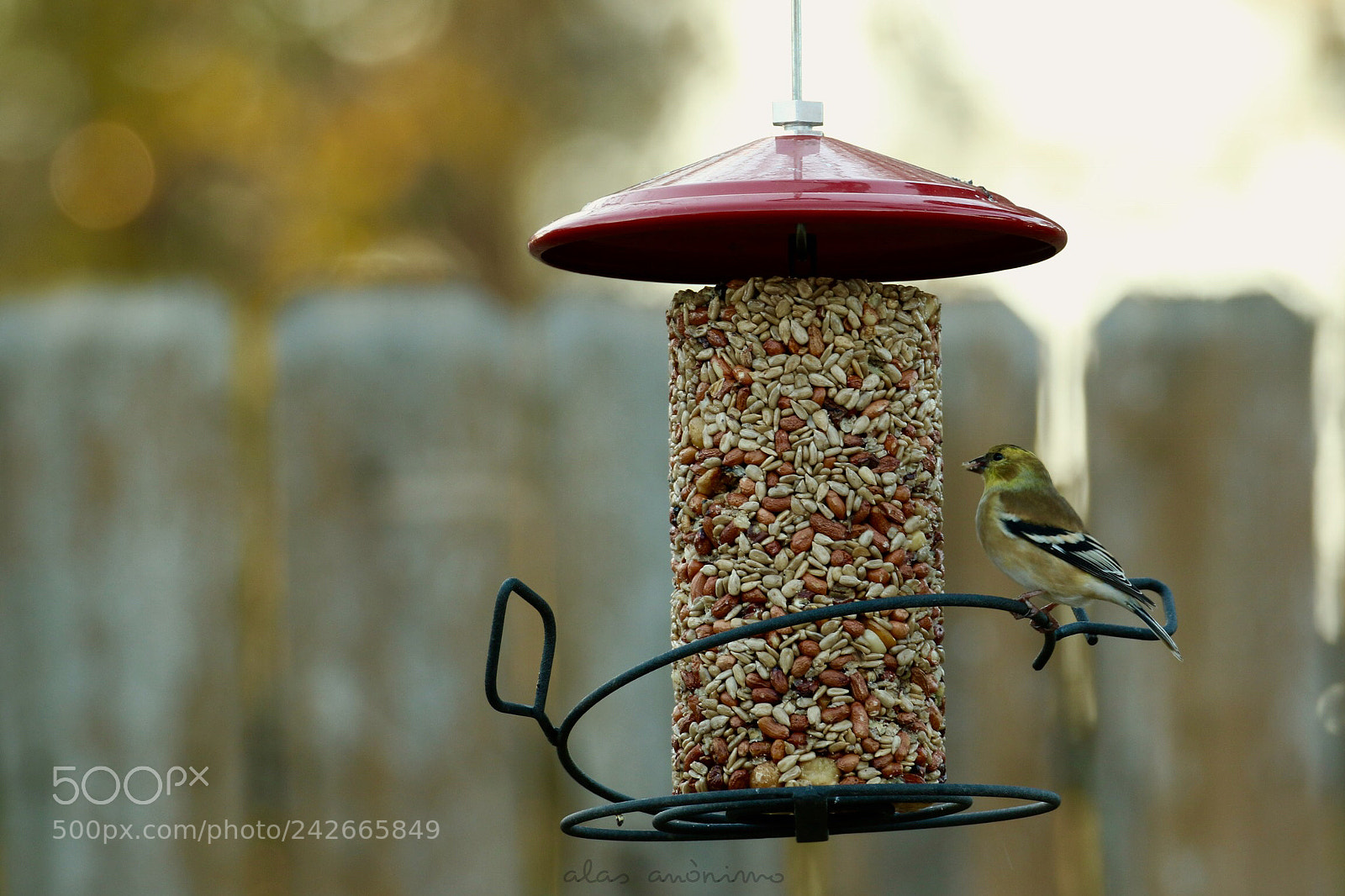Canon EOS 7D Mark II sample photo. Enjoying the moment..... american photography