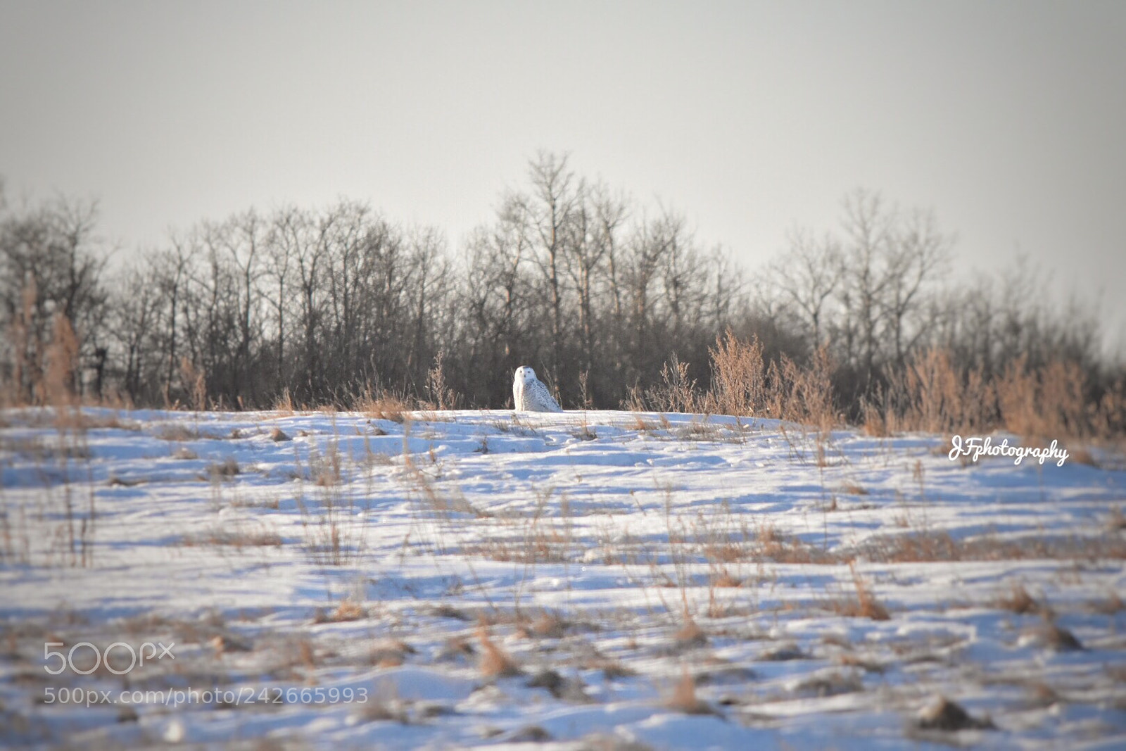 Nikon D7200 sample photo. Untitled photography