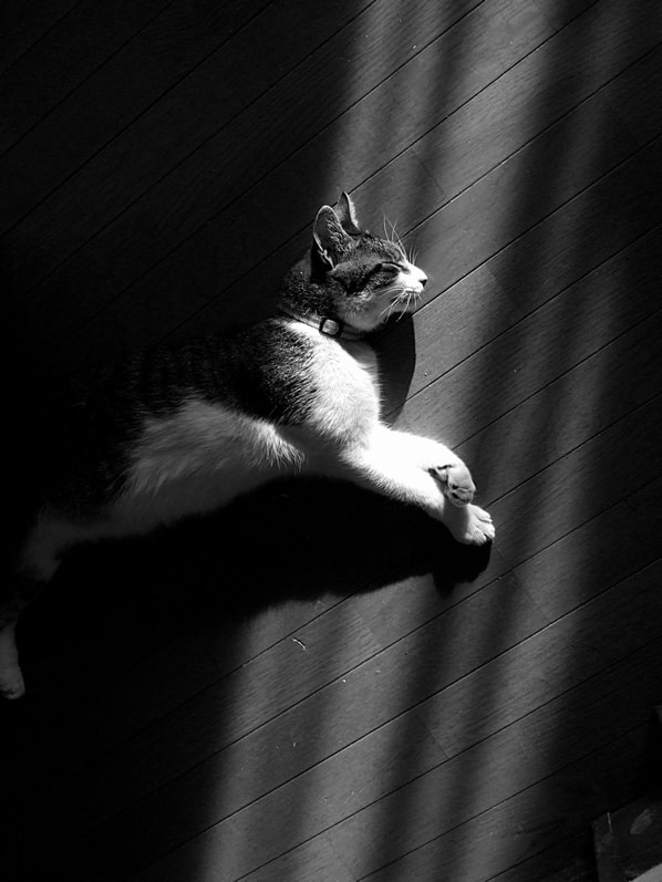 Fujifilm FinePix F31fd sample photo. Cat photography