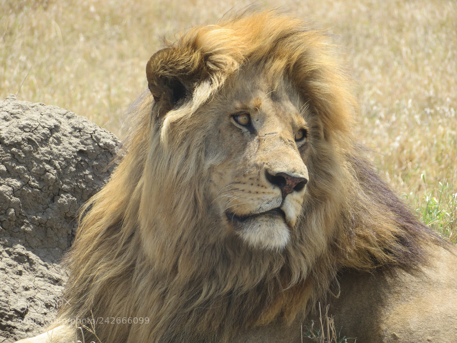 Canon PowerShot SX720 HS sample photo. Img photography