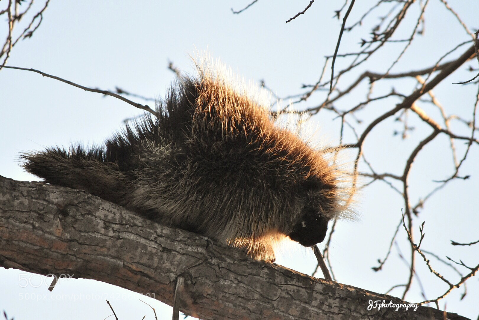 Nikon D7200 sample photo. Untitled photography