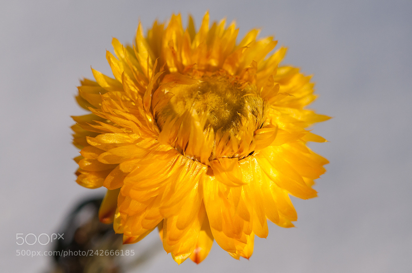 Nikon D90 sample photo. Yellow flower on snow photography