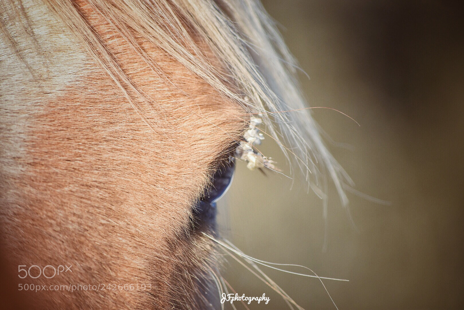Nikon D7200 sample photo. Untitled photography