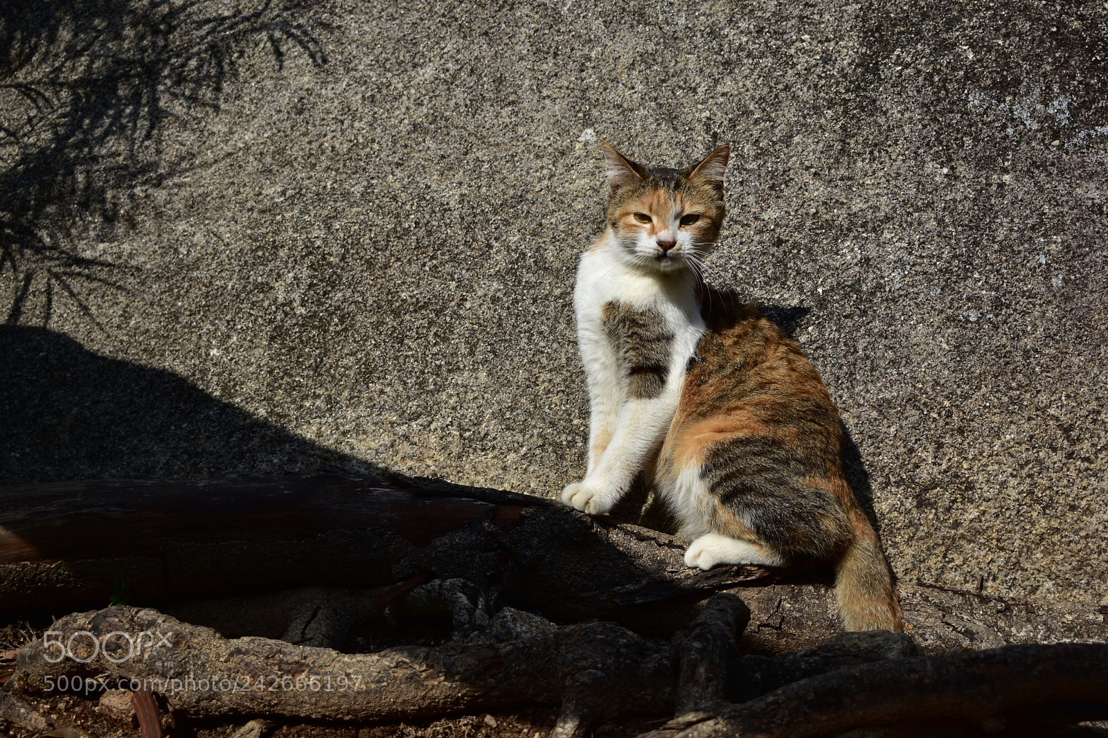 Nikon D3400 sample photo. Untitled photography