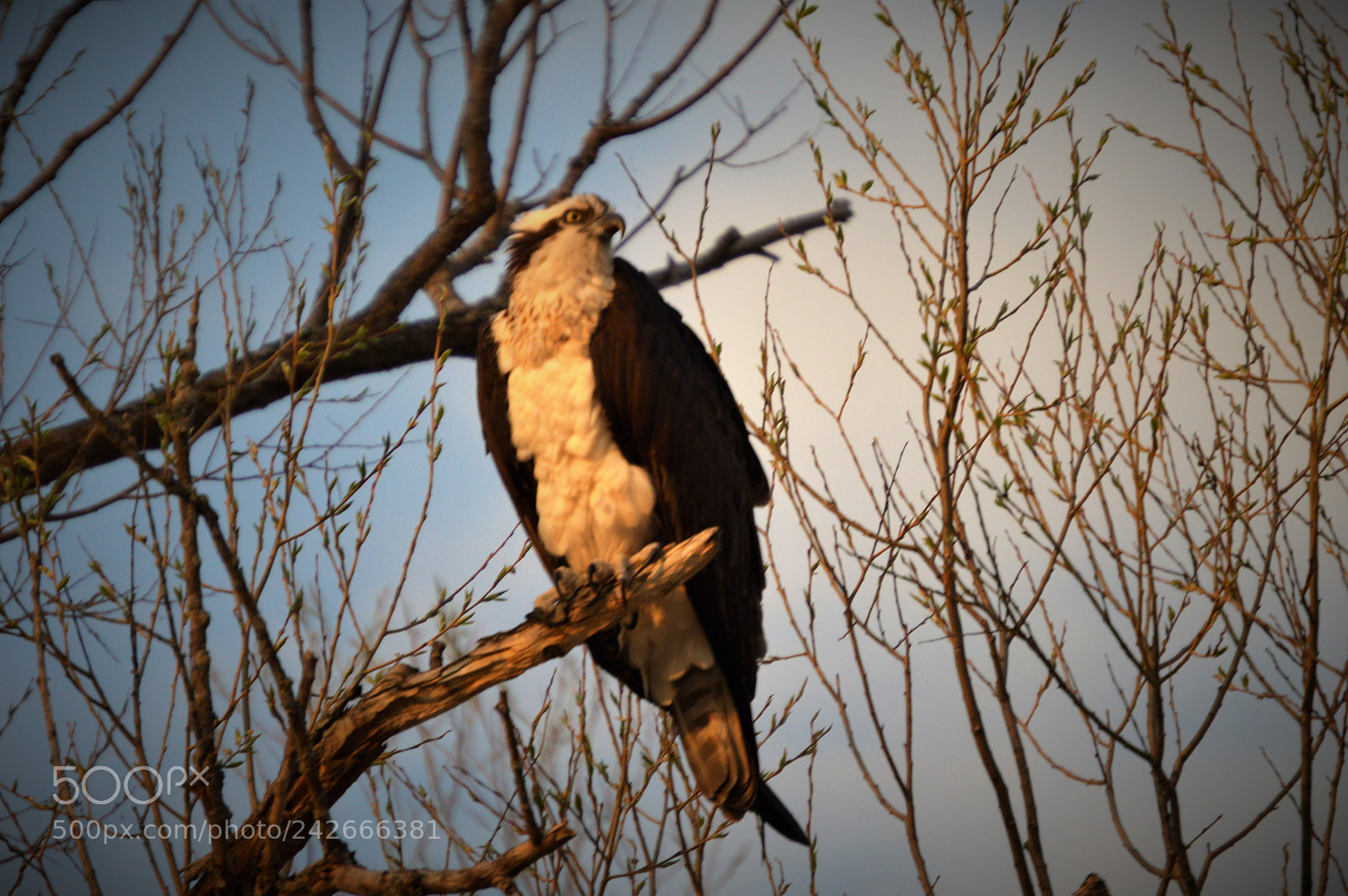 Nikon D3200 sample photo. Osprey photography