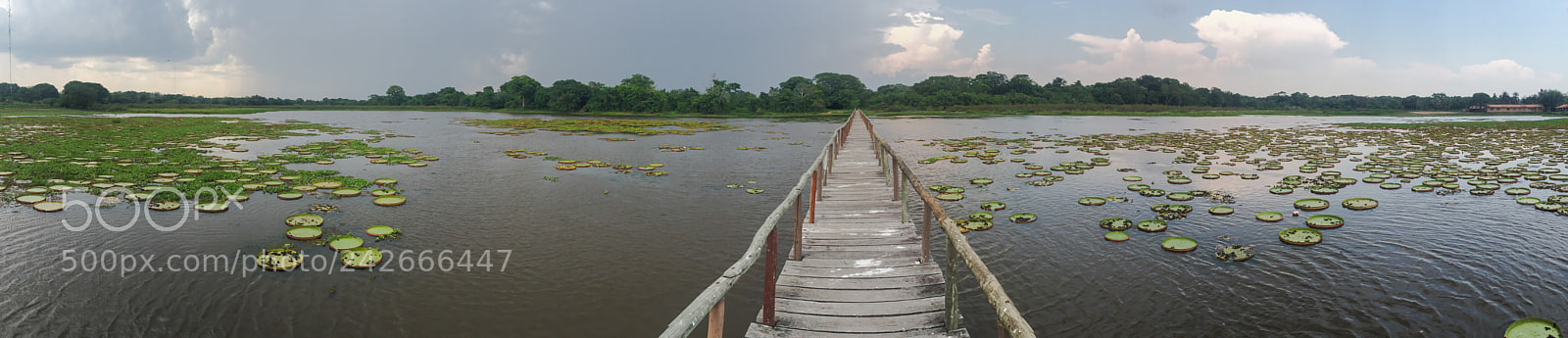 Apple iPhone 6 sample photo. Victoria amazonica in pantanal photography