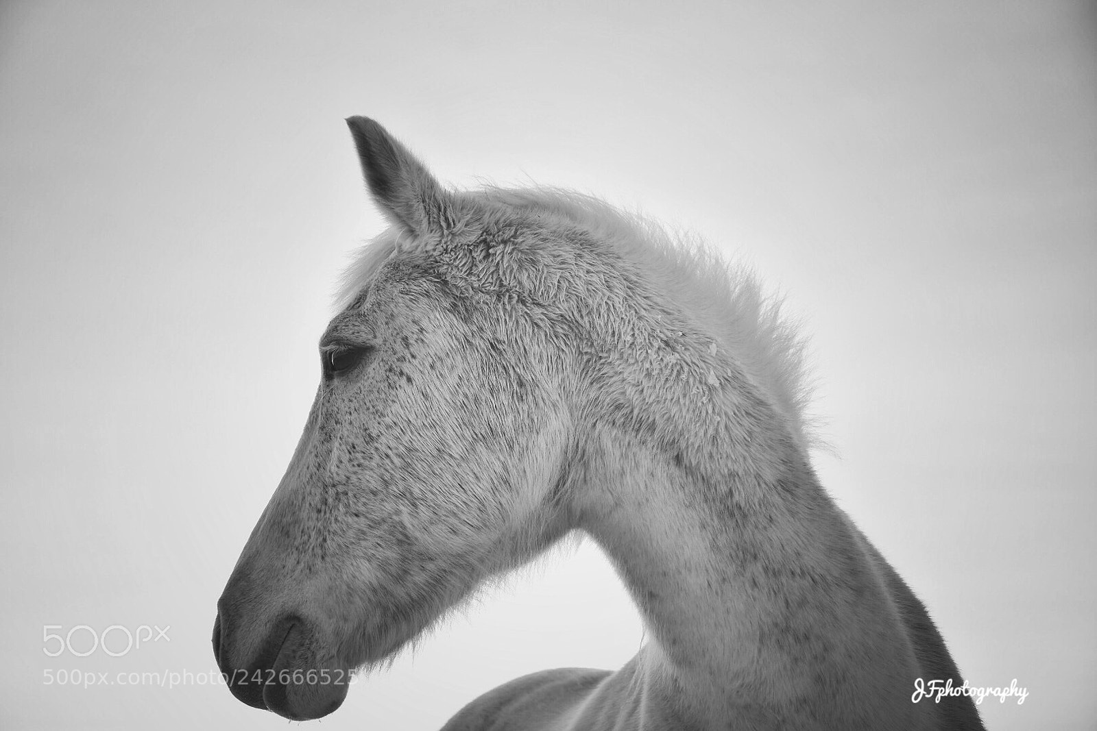 Nikon D7200 sample photo. Untitled photography