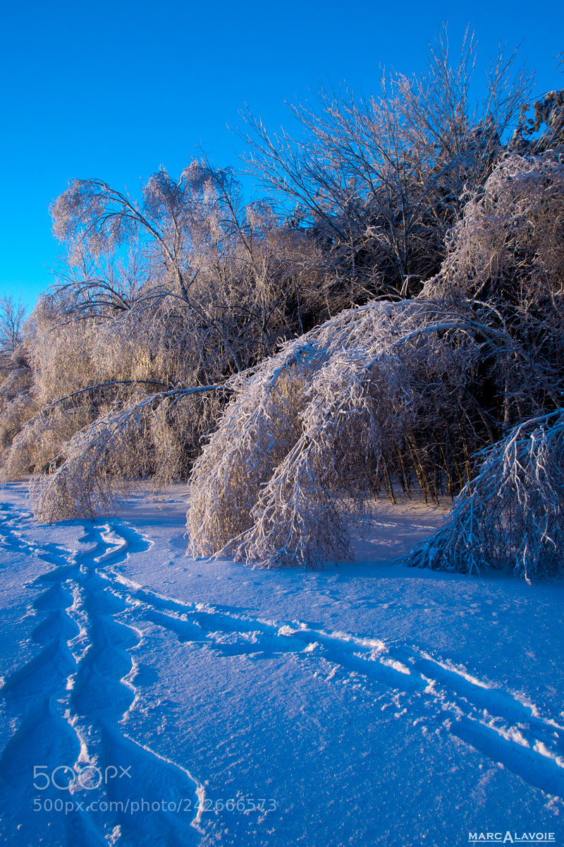 Pentax K-3 sample photo. Morning snowshoe tracks photography