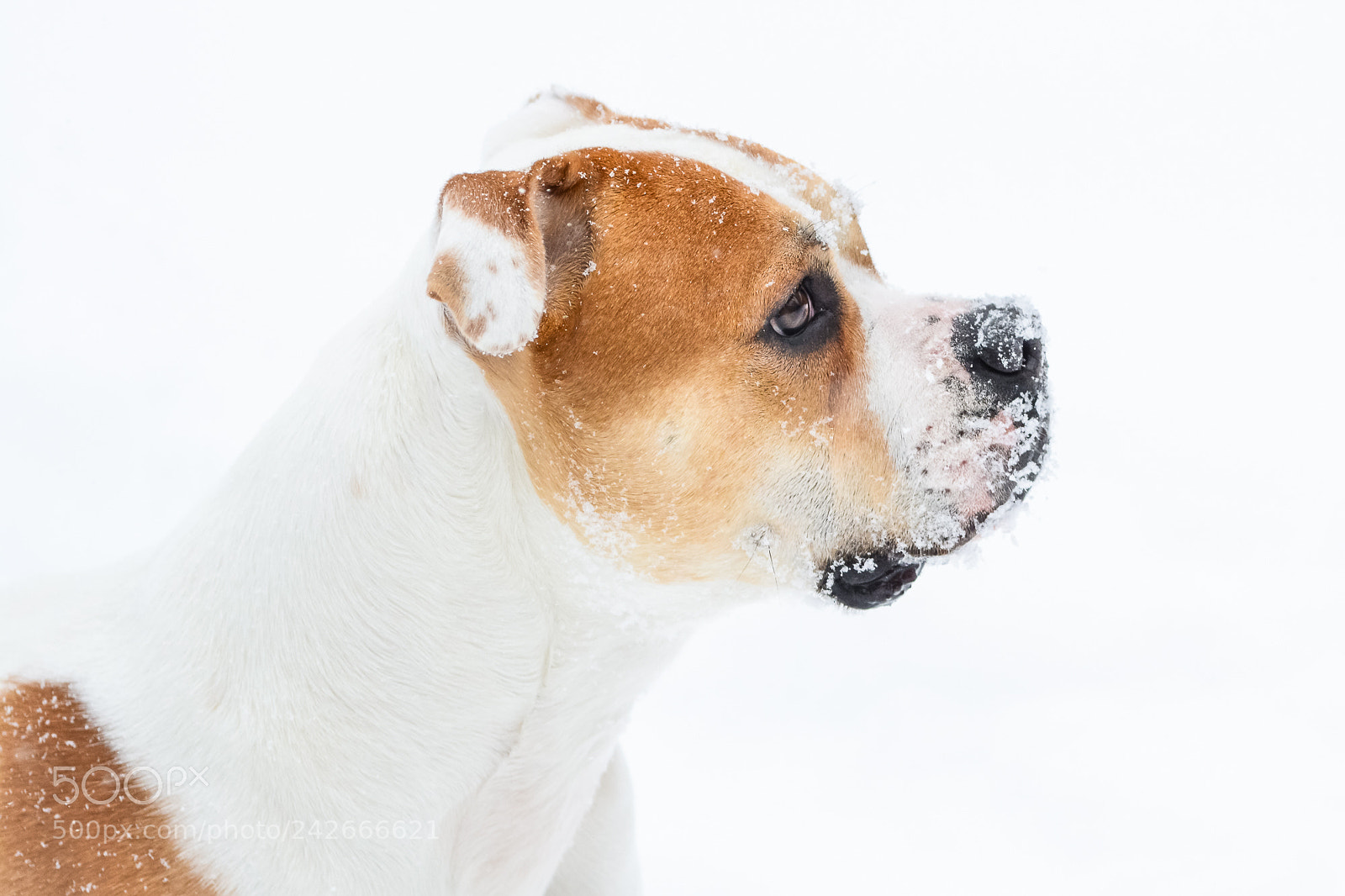Nikon D7100 sample photo. Luna's profile photography