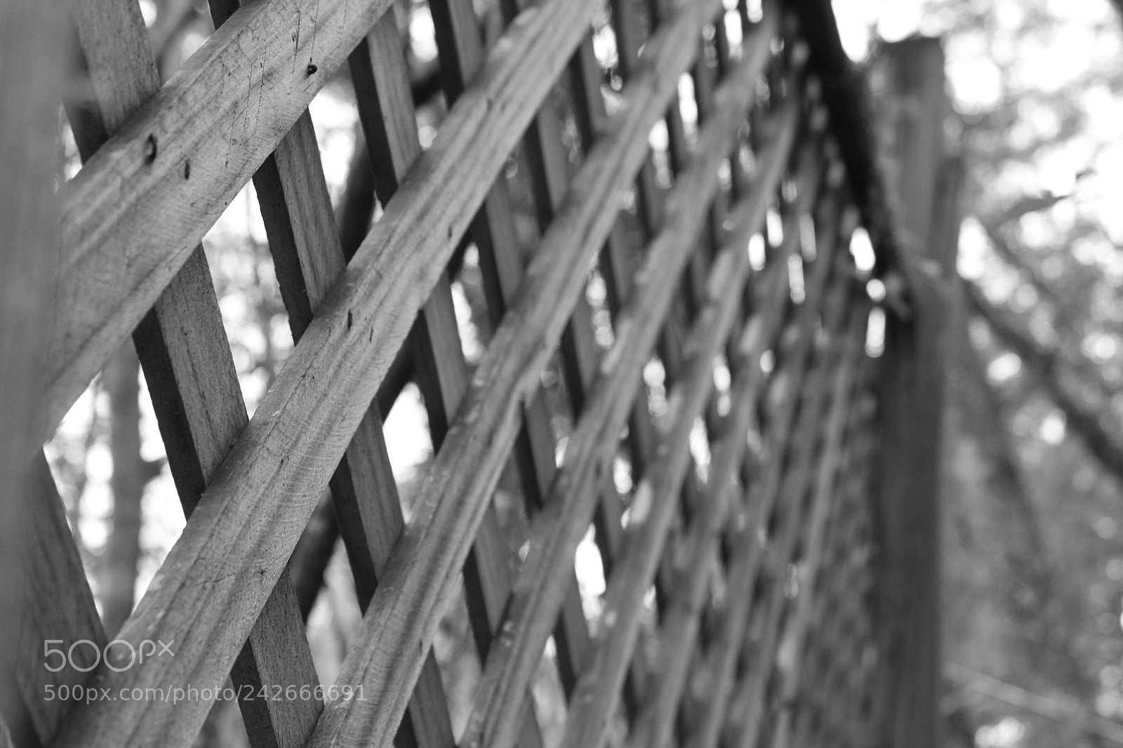 Canon EOS 1200D (EOS Rebel T5 / EOS Kiss X70 / EOS Hi) sample photo. Black n white photography