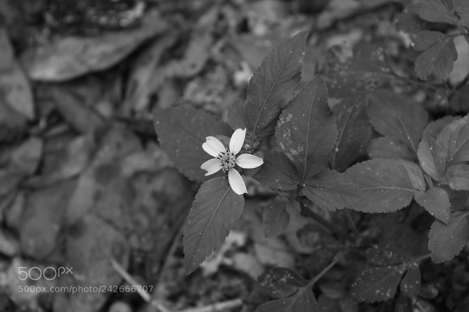 Canon EOS 1200D (EOS Rebel T5 / EOS Kiss X70 / EOS Hi) sample photo. Black n white photography