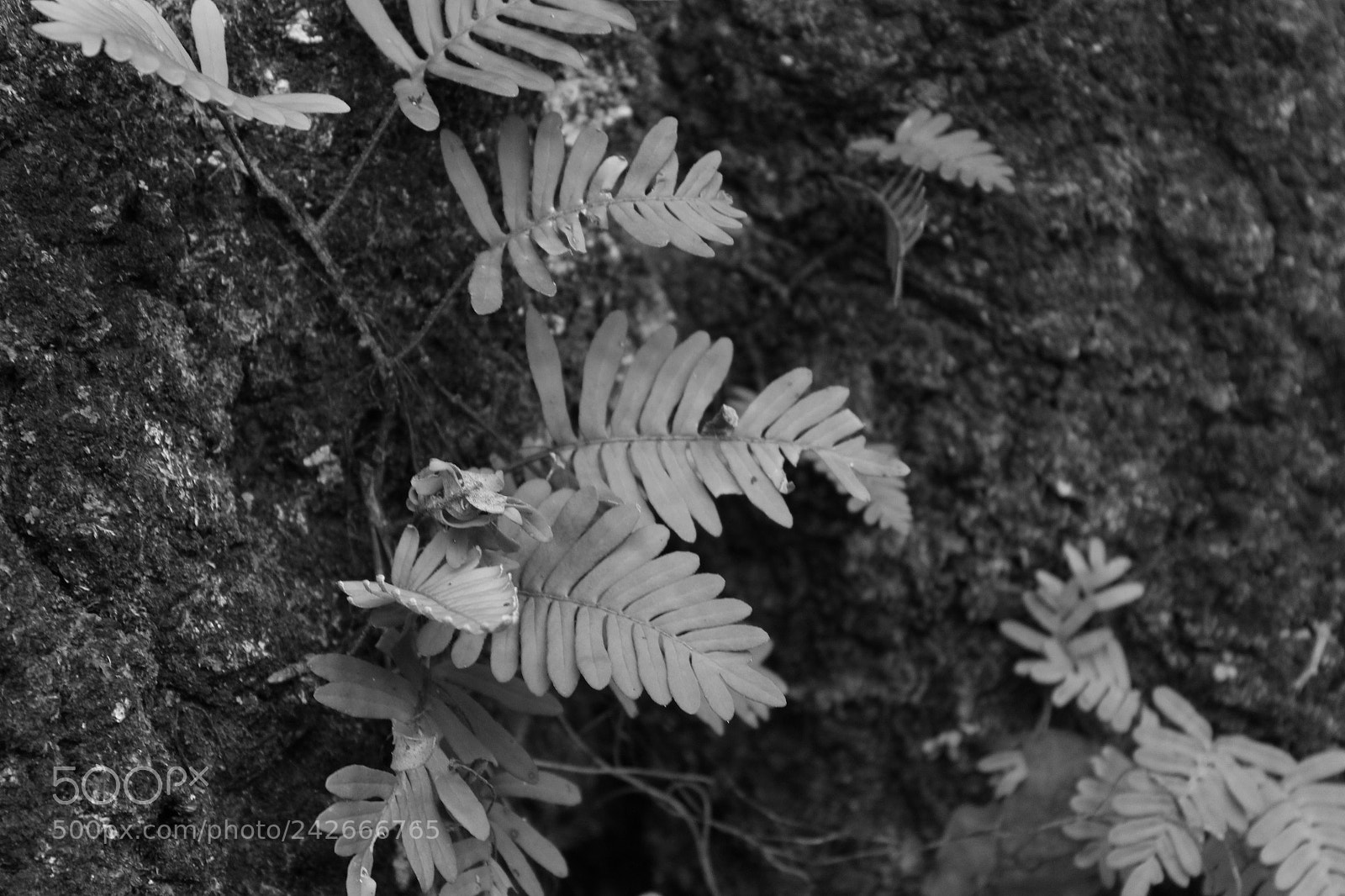 Canon EOS 1200D (EOS Rebel T5 / EOS Kiss X70 / EOS Hi) sample photo. Black n white photography