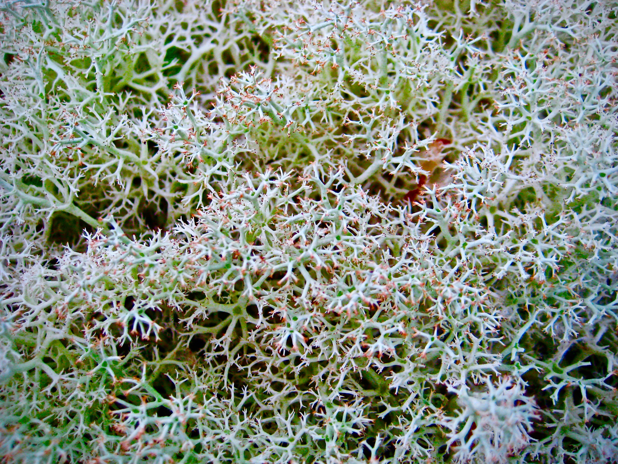 Canon POWERSHOT SD1000 sample photo. Reindeer lichen photography