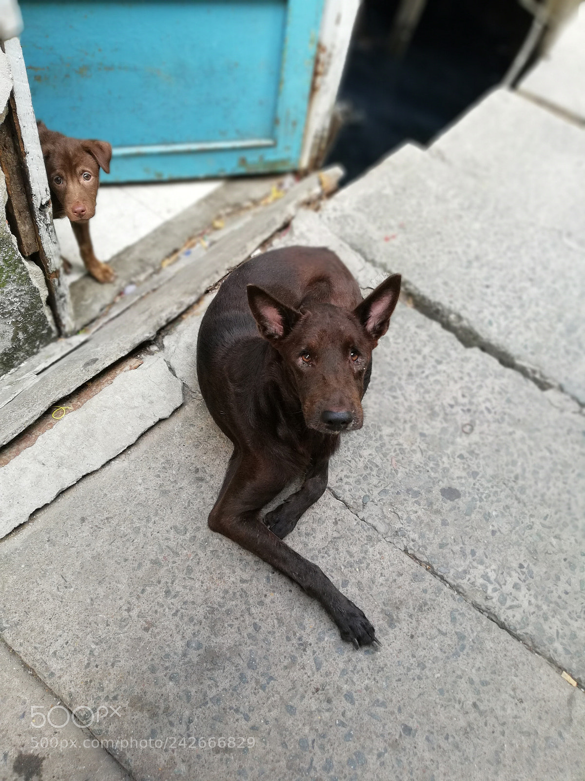 HUAWEI nova 2i sample photo. Love instead of reincarnation photography