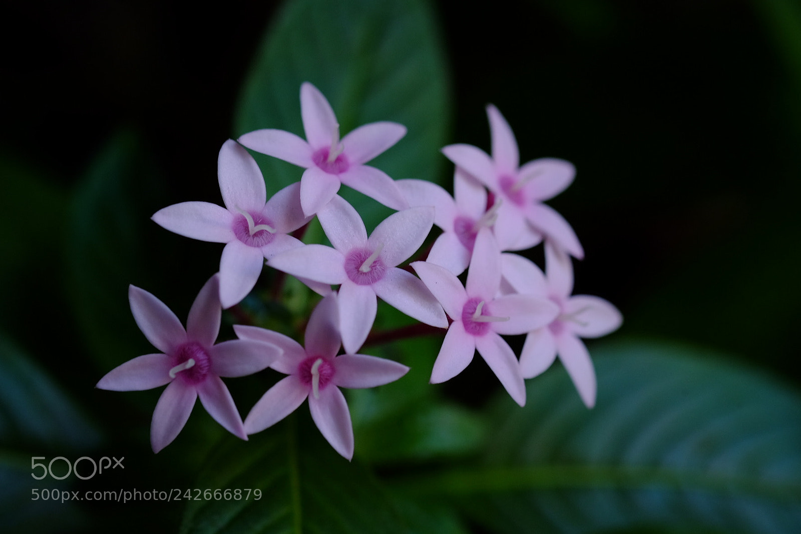 Fujifilm X-T1 sample photo. 繁星花 photography