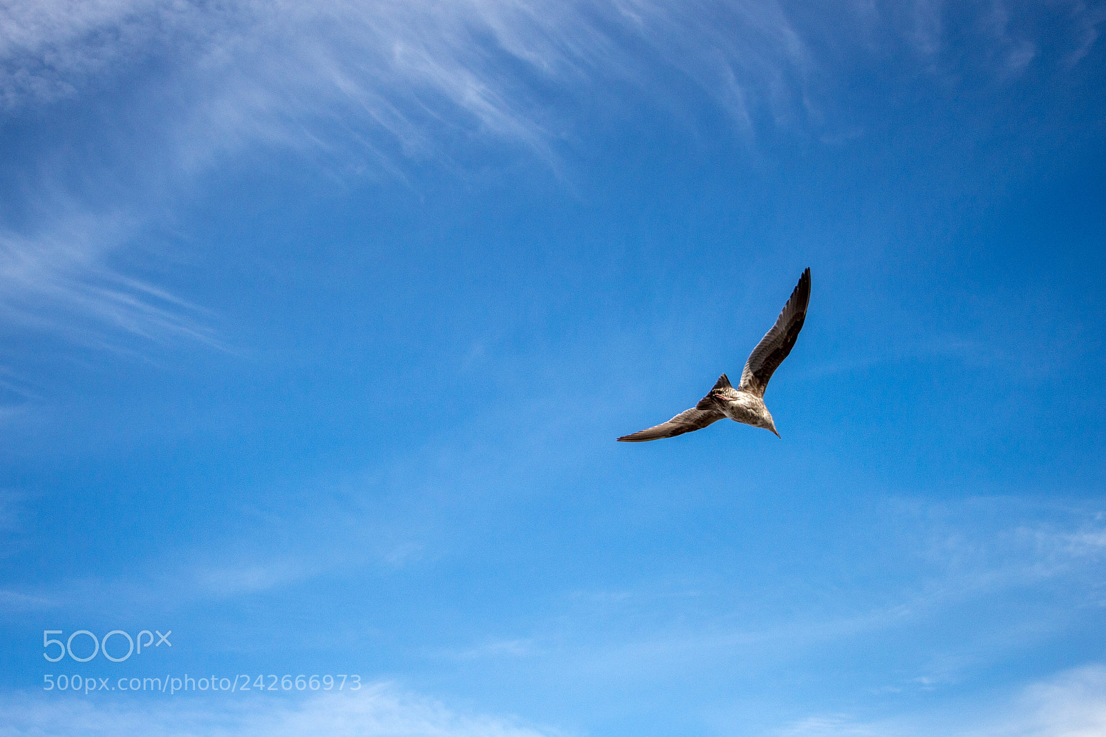 Canon EOS 700D (EOS Rebel T5i / EOS Kiss X7i) sample photo. Soaring high photography